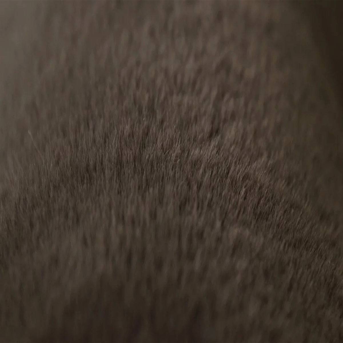 Bunny Thick Minky Fabric By The Roll (20 Yards)ICE FABRICSICE FABRICSBrownBy The Yard (60 inches Wide)Bunny Thick Minky Fabric By The Roll (20 Yards) ICE FABRICS Brown