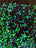 Iridescent Green Mermaid Sequin on Black Stretch Velvet Spandex Fabric