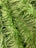 Lime Green Mongolian Long Pile Fake Faux Fur Fabric Sold By The Yard