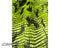 Lime Green Faux Fake Fur Feathered Bird Long Pile Fabric | Faux Fur Material