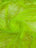 Crystal Sheer Iridescent Organza Fabric_ Neon Yellow Iridescent Fabric
