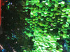 Blue/Green