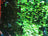 Blue/Green