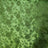 Bamboo Green