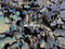 Lavender Blue Iridescent on black velvet Iridescent 2 Way Stretch Embroider Sequins Fabric On Velvet By The Yard