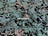 Aqua Iridescent on Black Velvet