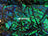 Green Iridescent on Black Velvet