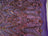 Purple On Purple Mesh