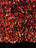 Iridescent Orange Mermaid Sequin on Black Stretch Velvet Spandex Fabric