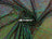 Green Iridescent