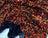 Iridescent Orange on Black Velvet