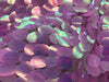 Lilac/Aqua